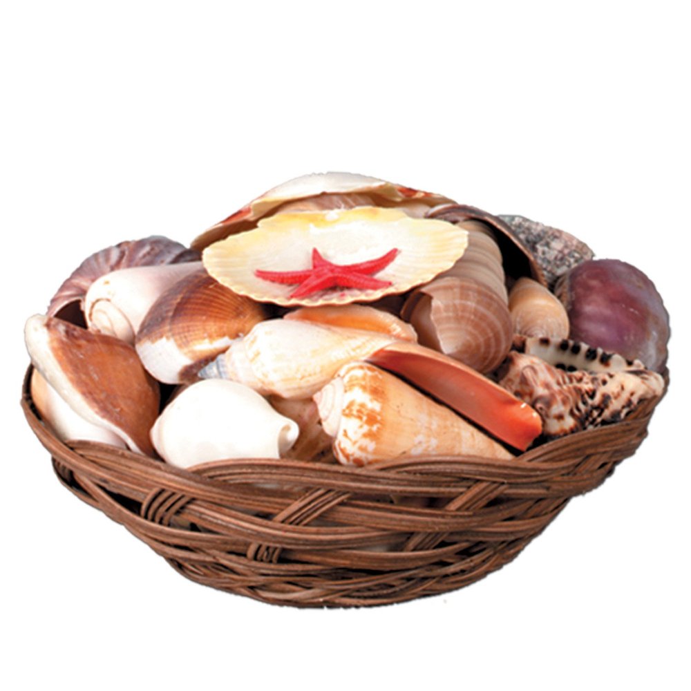 Shell Basket Party Accessory (1 count)