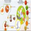 Brieftons QuickPull Manual Food Chopper: Large 4-Cup Powerful Hand Pull Chopper/Mincer/Mixer Blender to Chop Onion, Garlic, Vegetables, Fruits, Herbs for Salsa, Salad, Pesto, Puree, Indian Cooking view 4