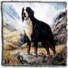 Pure Country Weavers Bernese Mountain Dog Woven Blanket by Robert May - Gift Cotton Tapestry Throw - Made in The USA - 72" x 54" view 2