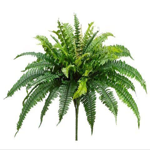 22 Inches Long Silk Artificial Boston Fern Bush with a 36 Inches Spread from Tip to Tip When Spread Out from The Middle. 32 Branches (Pack of 4)