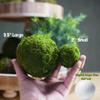 BYHER Natural Green Moss Decorative Ball,Handmade (2"-Set of 12) view 4