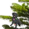 Sandicast Black Labrador Retriever with Holiday Lights Christmas Ornament, Multicolor (XSO012) view 2