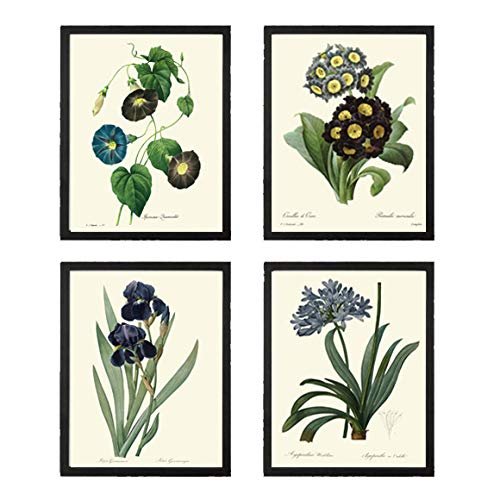 Blue Flowers Wall Art Botanical Print Set of 4 Unframed Antique Blue Morning Glory Primula Primrose Iris Agapanthus Lily of the Nile Flowers Gerden Home Room Decor LoveThePrint