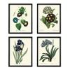 Blue Flowers Wall Art Botanical Print Set of 4 Unframed Antique Blue Morning Glory Primula Primrose Iris Agapanthus Lily of the Nile Flowers Gerden Home Room Decor LoveThePrint view 1