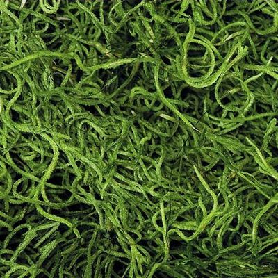 Dried Spanish Moss Colors -- 3lb Bulk Green