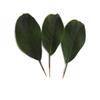 BD CRAFTS Artificial Magnolia Leaves Pack of 30 Leaves view 2