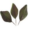 BD CRAFTS Artificial Magnolia Leaves Pack of 30 Leaves view 3