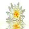 Wallmonkeys Lotus Flower Floating Water Wall Decal Peel and Stick Graphic (48 in W x 32 in H) WM116828 view 2