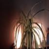 Rose Quartz Lamp Pink Natural Crystal Specimen Mineral Rough Decor Night Light view 4
