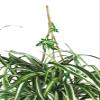 Nearly Natural 6607 Spider Hanging Basket Decorative Silk Plant, Green,10.25" x 10.25" x 17.5" view 4