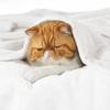Bedsure GentleSoft Fleece Blankets Queen Size White - Bed Blanket Soft Lightweight Plush Fuzzy Cozy Luxury Microfiber, 90x90 inches view 2