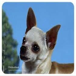 Chihuahua Coasters