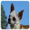 Chihuahua Coasters view 1