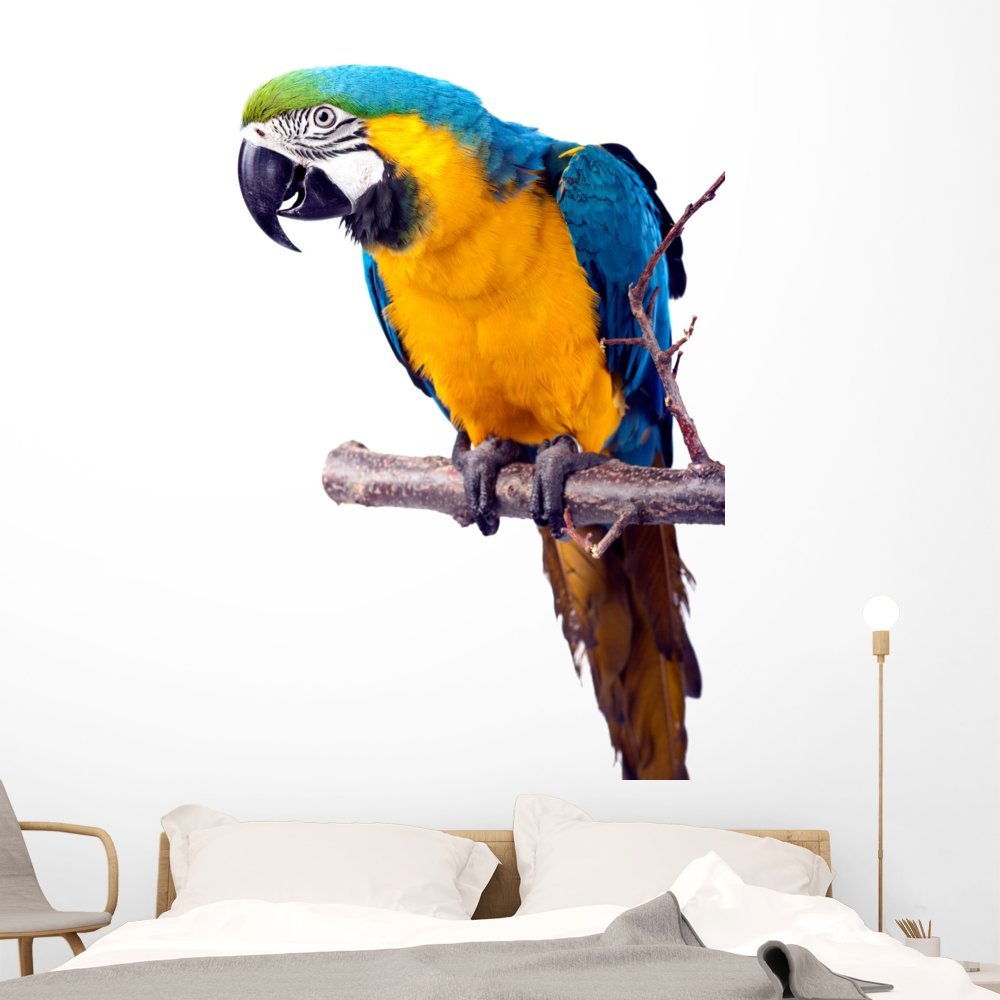 Wallmonkeys Blue Parrot Macaw Wall Decal Peel and Stick Animal Graphics (60 in H x 40 in W) WM304915
