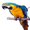 Wallmonkeys Blue Parrot Macaw Wall Decal Peel and Stick Animal Graphics (60 in H x 40 in W) WM304915 view 2