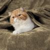 Bedsure GentleSoft Fleece Blanket Twin Size Camel - 300GSM Lightweight Plush Fuzzy Cozy Soft Warm Blanket for Bed, Sofa, Couch, Travel, Camping, 60x80 inches view 2