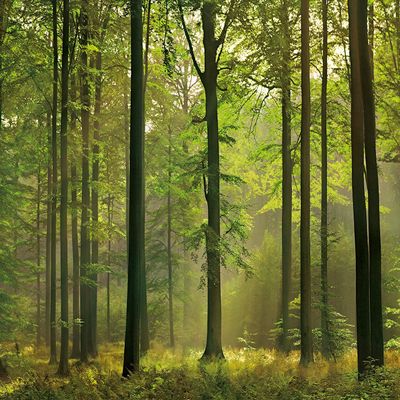 Ideal Dcor DM216 Autumn Forest Wall Mural, Green