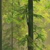 Ideal Dcor DM216 Autumn Forest Wall Mural, Green view 2