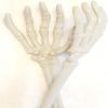 Skeleton Tongs view 3