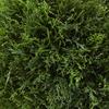 Silk Dcor Cedar Ball Topiary in Pot, 20-Inch, Green view 3