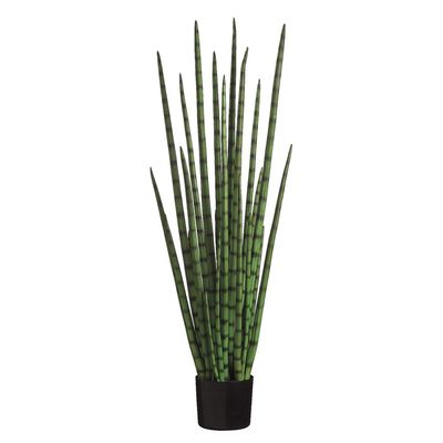 4' Snake Grass in Black Plastic Pot Green (Pack of 2)