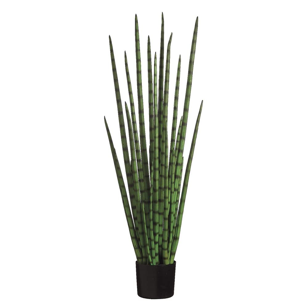 4' Snake Grass in Black Plastic Pot Green (Pack of 2)