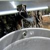 Stainless Steel Maple Sap Spile for 7/16" tap hole, With bucket hook (5) view 2