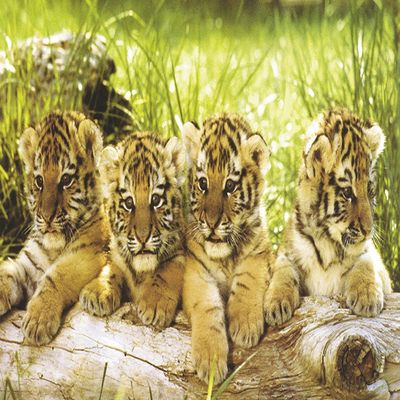 Studio B 4 Tiger Cubs Poster