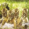 Studio B 4 Tiger Cubs Poster view 1