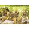 Studio B 4 Tiger Cubs Poster view 2
