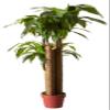 Nearly Natural 4ft. Corn Stalk Dracaena Silk Plant (Real Touch) view 2