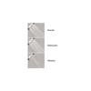 hansgrohe Raindance S Easy Install 4-inch Handheld Shower Head Set Modern 3 Spray RainAir, BalanceAir, Whirl Air Infusion with Airpower with QuickClean with Hose in Chrome, 2 GPM, 04518000 view 3
