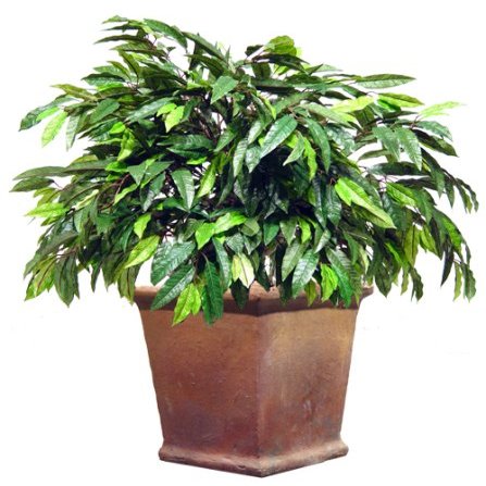 Home In The City Mango Plant 36" H