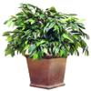 Home In The City Mango Plant 36" H view 1