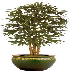 6ft Lady Finger Palm / 2