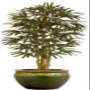 6ft Lady Finger Palm / 2 view 1