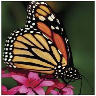 Monarch Butterfly Refrigerator Magnet