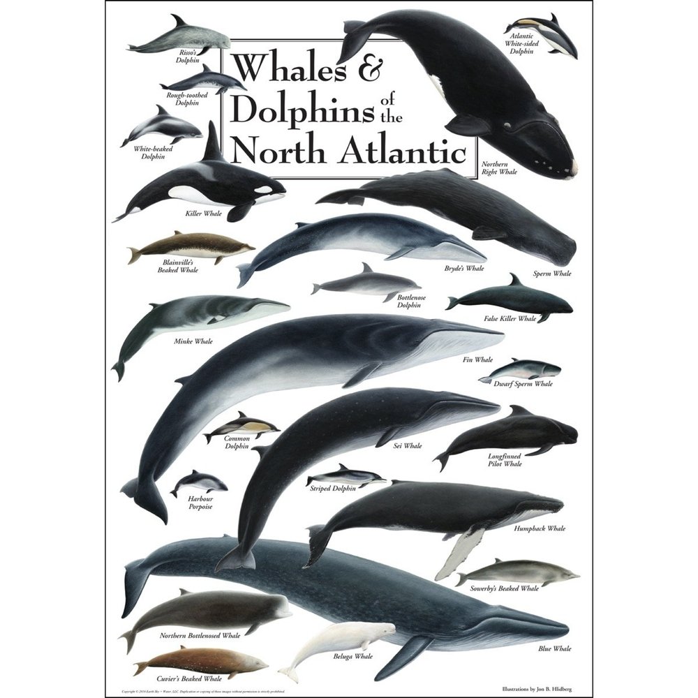 Earth Sky + Water - Whales & Dolphins of the North Atlantic - Poster