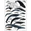 Earth Sky + Water - Whales & Dolphins of the North Atlantic - Poster view 1
