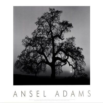 Oak Tree - Sunset City, California (embossed) Art Poster PRINT Ansel Adams 30x24