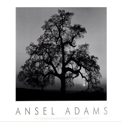 Oak Tree - Sunset City, California (embossed) Art Poster PRINT Ansel Adams 30x24