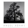 Oak Tree - Sunset City, California (embossed) Art Poster PRINT Ansel Adams 30x24 view 1