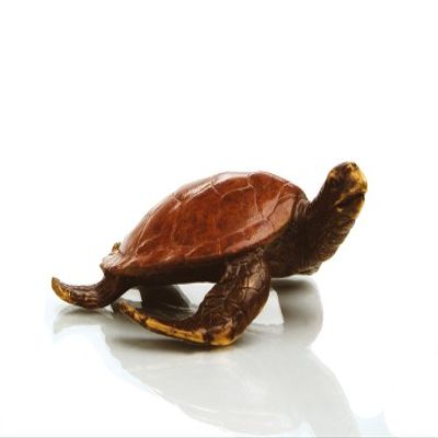 Alex The Turtle