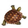 Turtle Top View Wall Decal Removable Vinyl Wall Sticker Easy Peel & Stick 18" view 2
