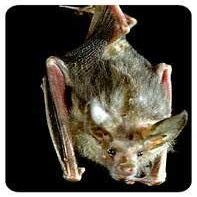 Bat Coasters