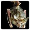 Bat Coasters view 1