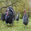 Wallmonkeys Turkey Yard Wall Mural Peel and Stick Graphic (18 in W x 11 in H) WM153035 view 2