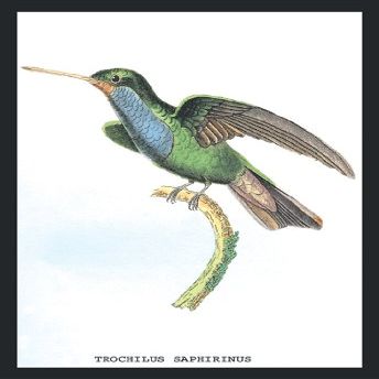 Buyenlarge Hummingbird: Trochilus Saphirinus - Unframed 12x18 Art Poster by Sir William Jardine