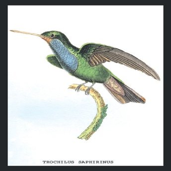 Buyenlarge Hummingbird: Trochilus Saphirinus - Unframed 12x18 Art Poster by Sir William Jardine
