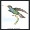 Buyenlarge Hummingbird: Trochilus Saphirinus - Unframed 12x18 Art Poster by Sir William Jardine view 1